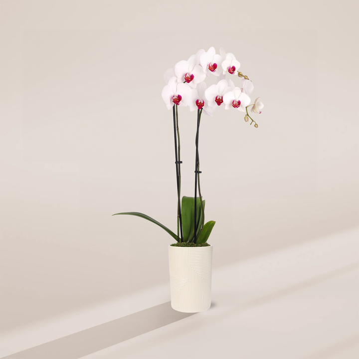 Red Lip Moth Orchid, Phalaenopsis 5-inch in white geometric ceramic pot, dual-spike flowering orchid with white petals and magenta-red labellum center
