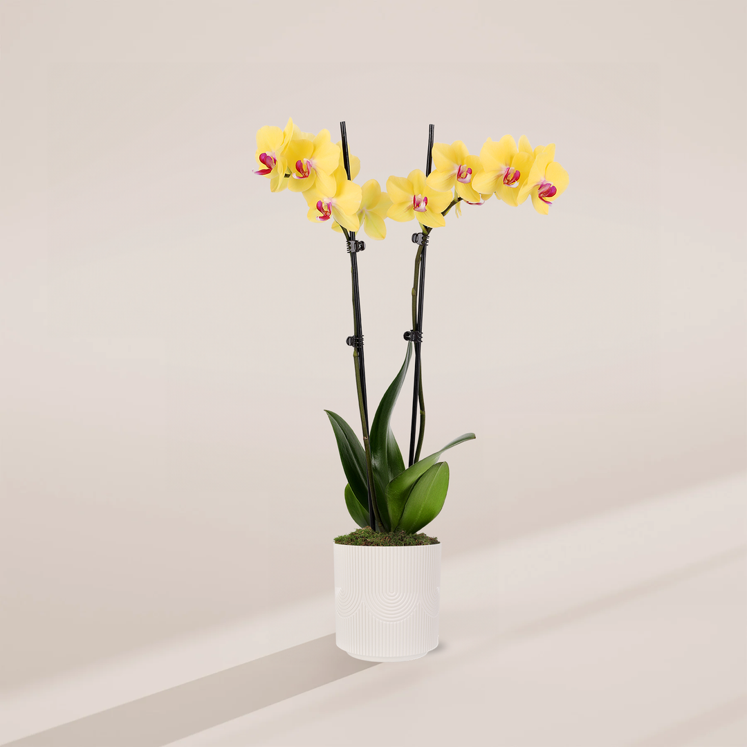 Yellow Phalaenopsis Orchid ‘Miraflore’ in white pot - Bright yellow flowers with pink centers, elegant easy care houseplant