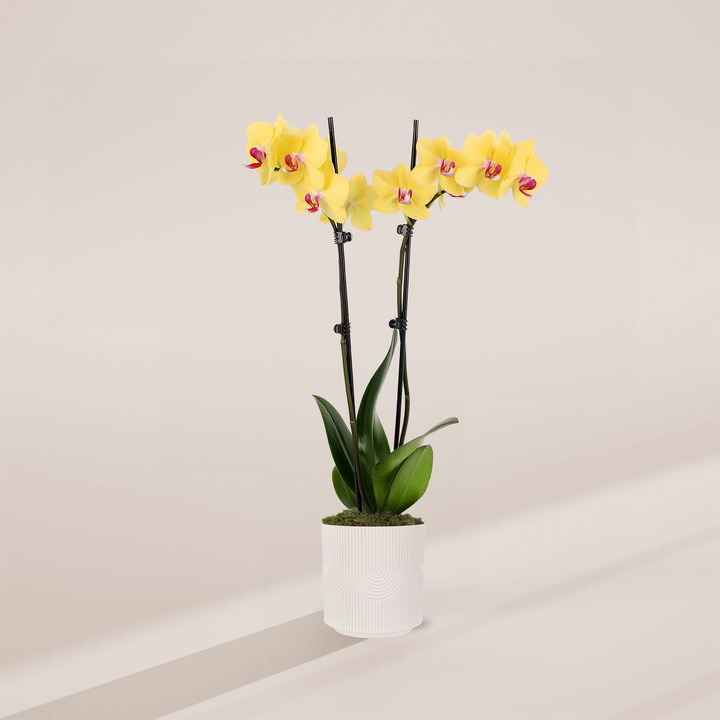 Yellow Phalaenopsis Orchid ‘Miraflore’ in white pot - Bright yellow flowers with pink centers, elegant easy care houseplant