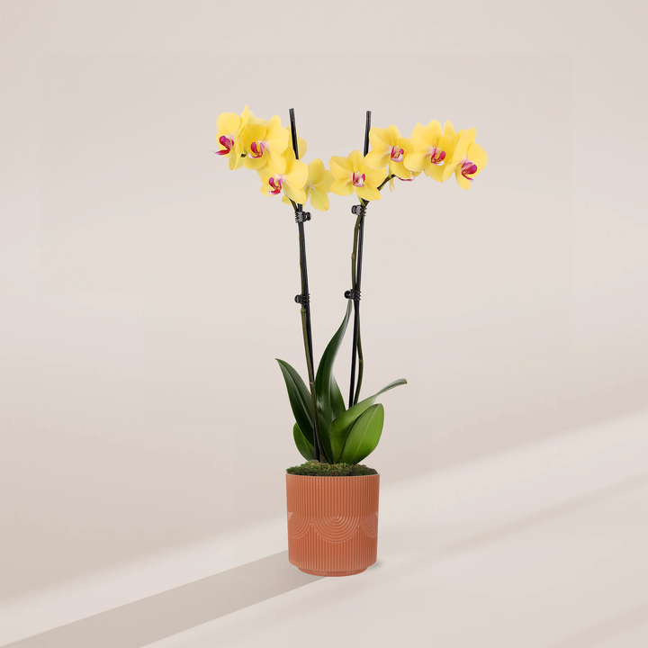 Yellow Phalaenopsis Orchid ‘Miraflore’ in terracotta pot - Bright yellow flowers with pink centers, elegant easy care houseplant