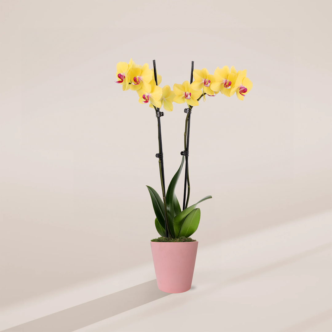 Yellow Phalaenopsis Orchid ‘Miraflore’ in pink pot - Bright yellow flowers with pink centers, elegant easy care houseplant