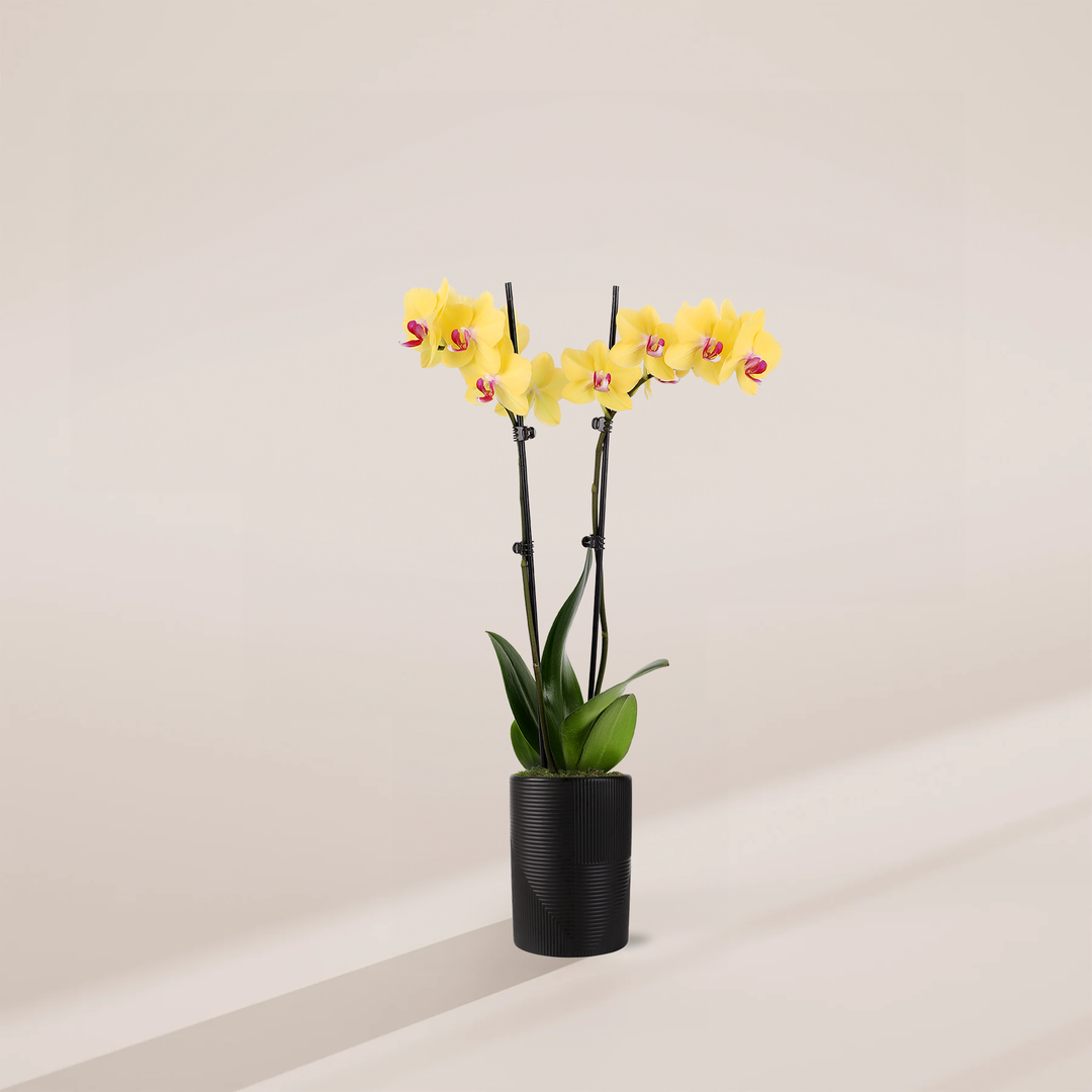 Yellow Phalaenopsis Orchid ‘Miraflore’ in black pot - Bright yellow flowers with pink centers, elegant easy care houseplant