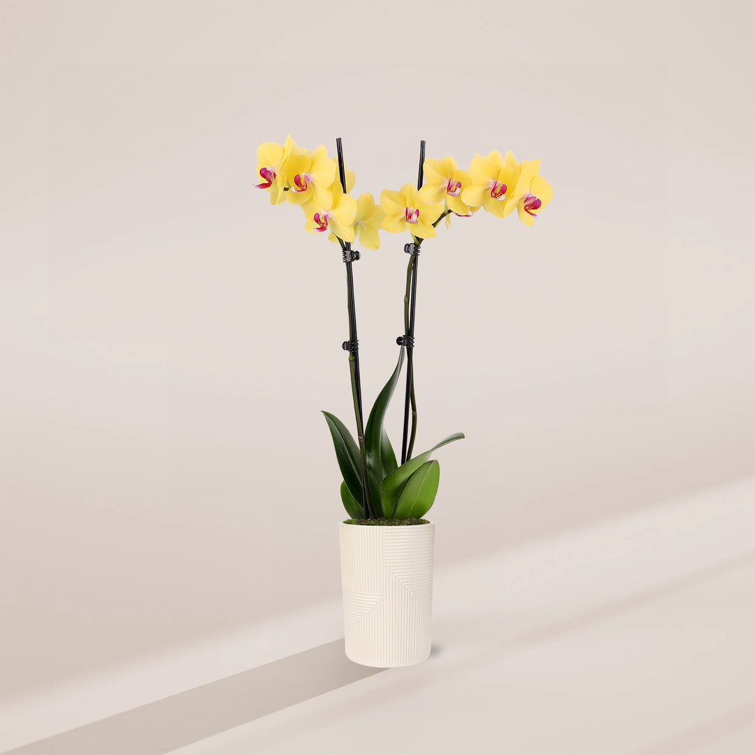Yellow Phalaenopsis Orchid ‘Miraflore’ in white pot - Bright yellow flowers with pink centers, elegant easy care houseplant