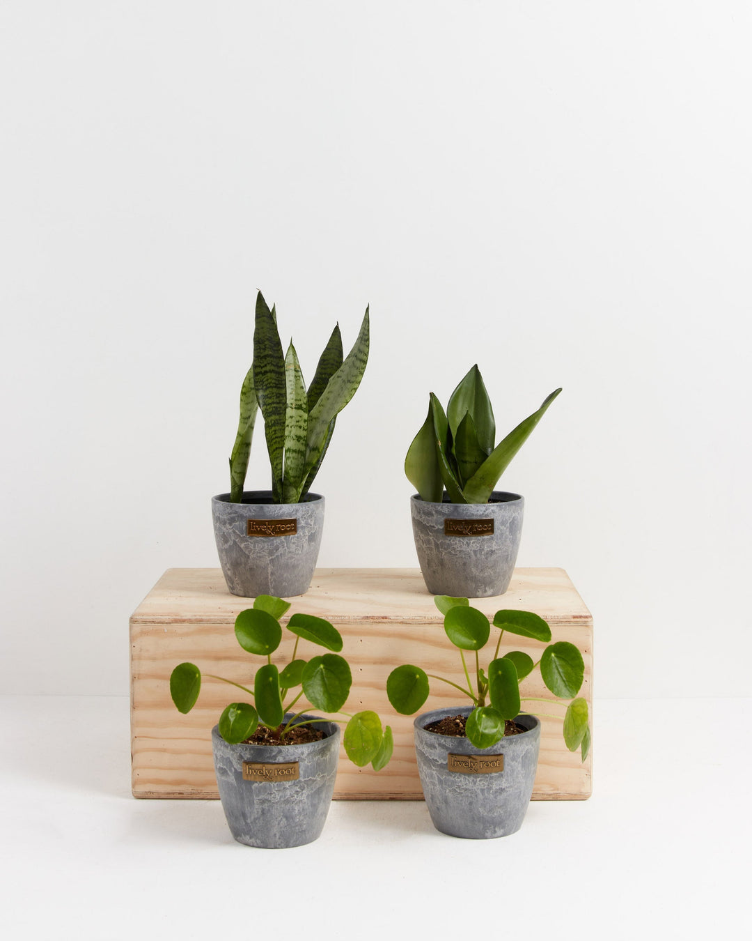 Yin-Yang Plant Bundle pairing upright Snake Plant and trailing Chinese Money Plant in grey concrete-textured ceramic pots on wooden block display, modern minimalist plant collection.