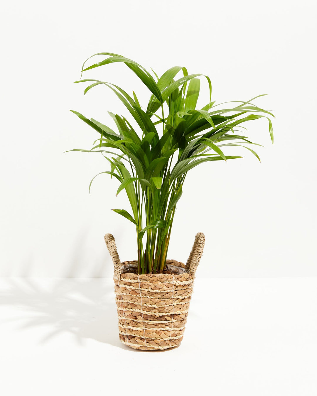 Areca Palm Indoor Tree
