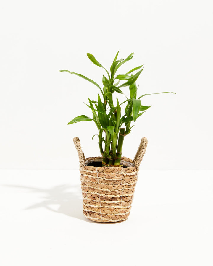 Lucky Bamboo