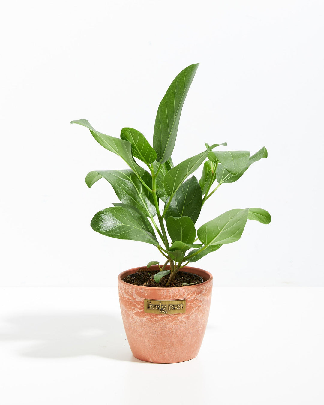 4" Ficus Audrey (Ficus benghalensis) in a terracotta chai-style pot with upright spreading foliage