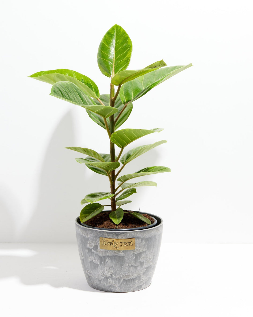 Ficus Audrey