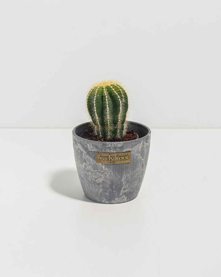 Parodia Cactus