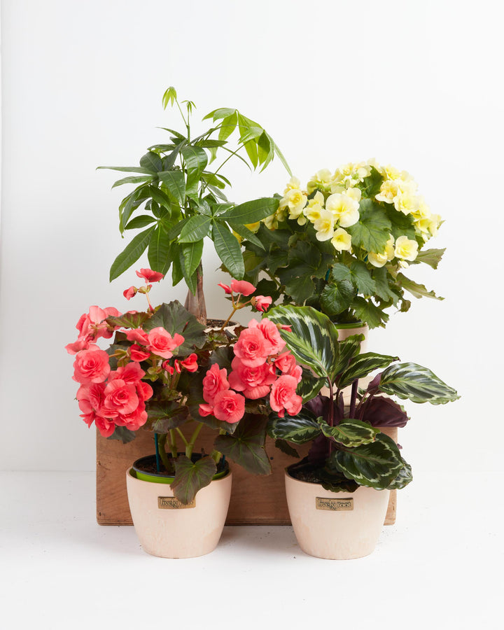 Manifestation Plant Collection