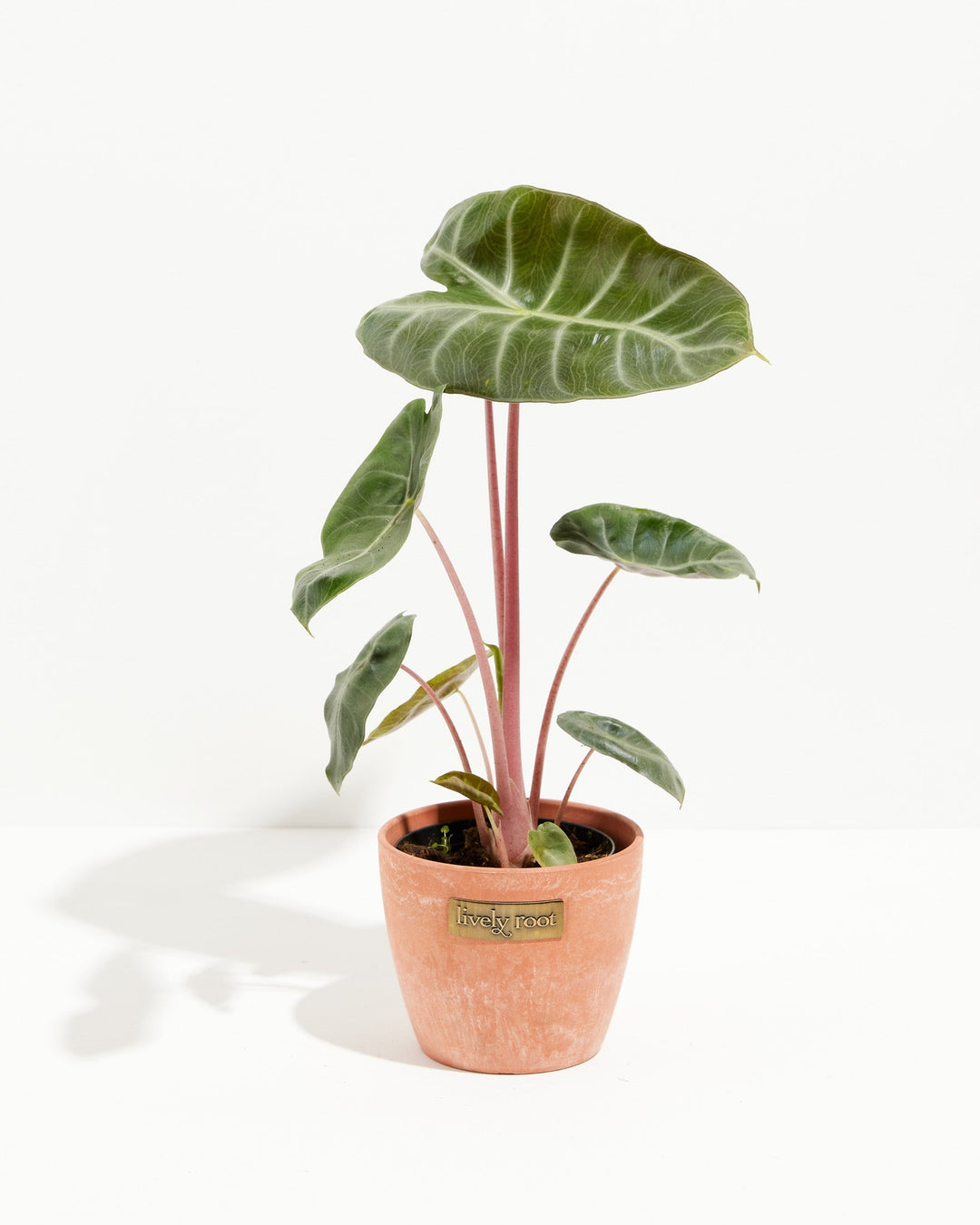 Pink Dragon Alocasia