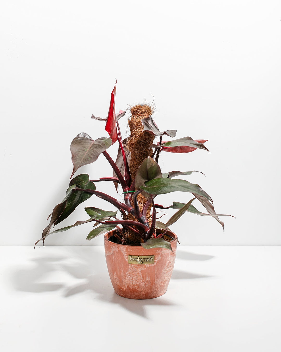 Philodendron Pink Princess with Totem