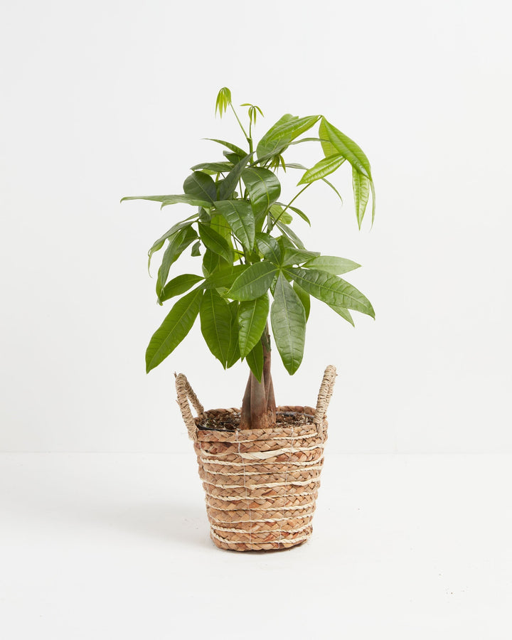 Medium braided Money Tree plant with a thick trunk and a full canopy of vibrant green leaves, sitting in a natural woven fiber basket with two handles, displayed against a white background.