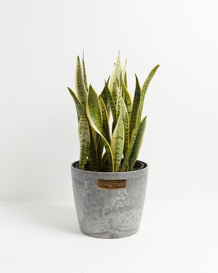 Variegated Sansevieria Laurentii (Snake Plant)