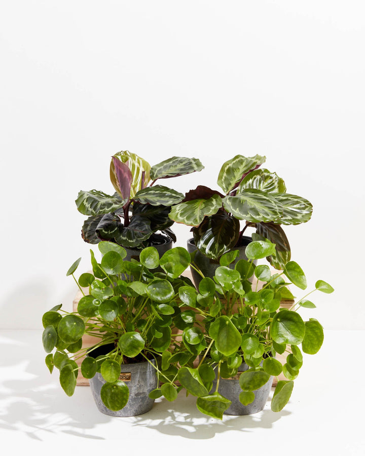 Set in earl grey pots, this Zen Pet Friendly Collection combines deep purple-green calathea medallion leaves with bright, coin-shaped Chinese money plant foliage.