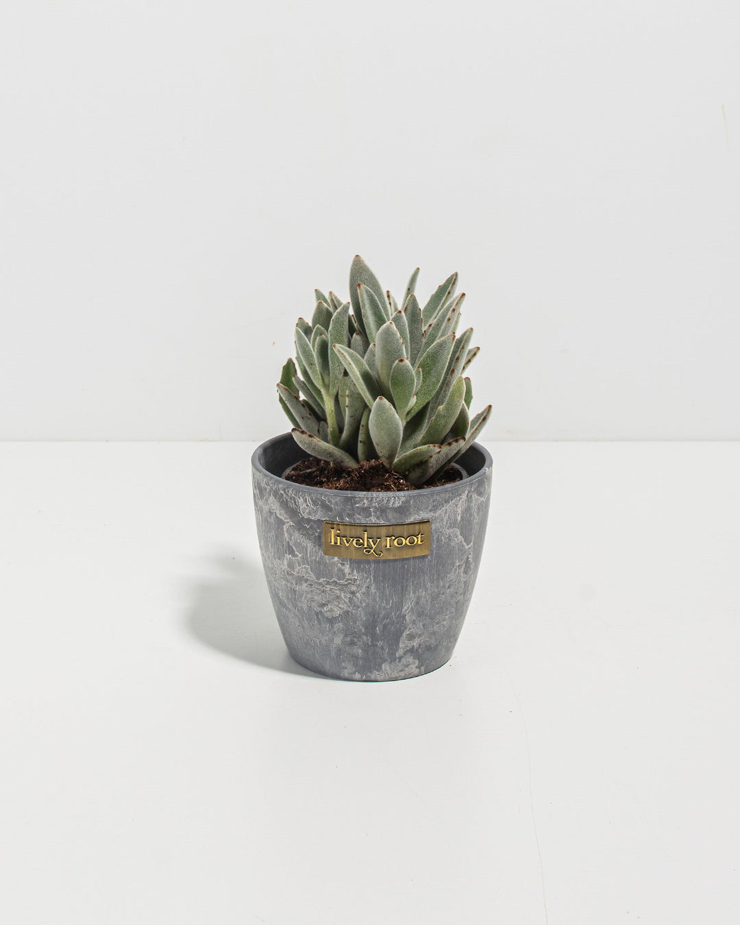 Panda Plant