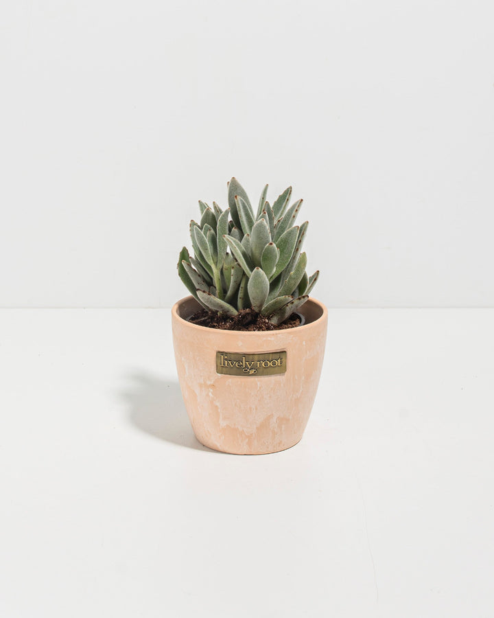 Panda Plant