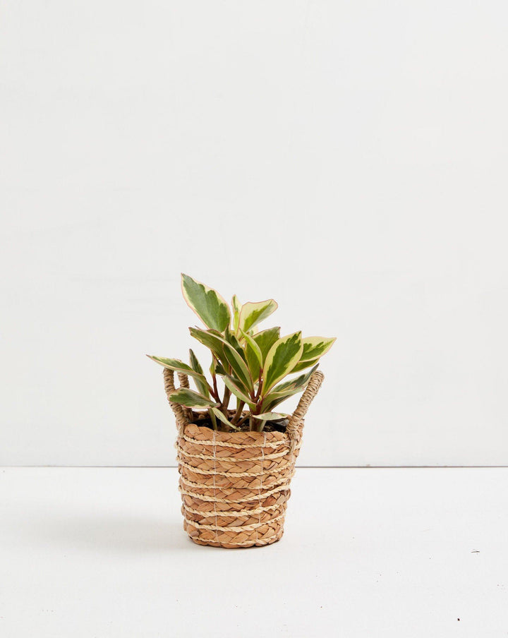 Peperomia Ginny, variegated compact houseplant, 4-inch in natural woven seagrass basket with handles, pink-red stems with green and cream leaf variegation, small succulent-like foliage