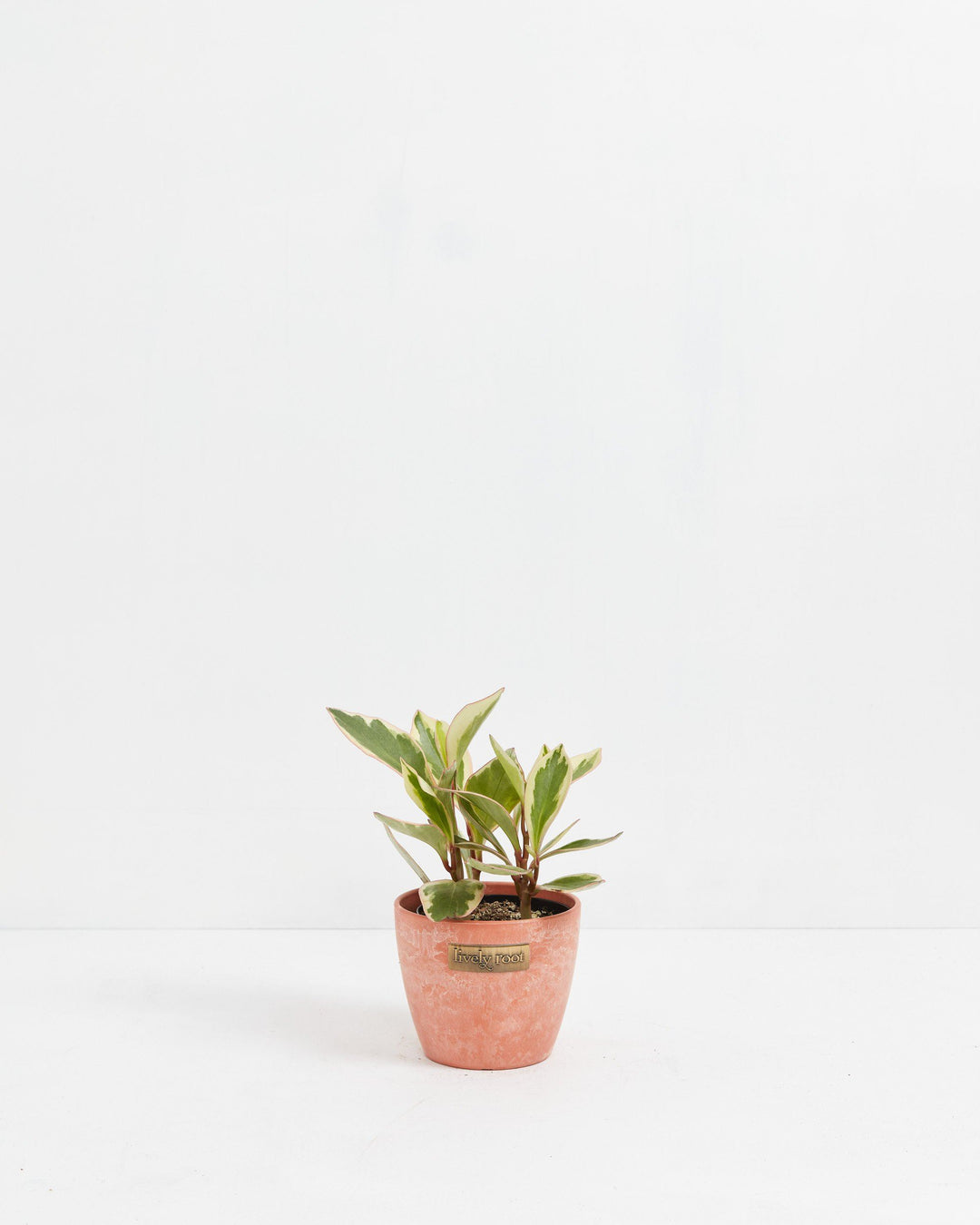 Peperomia Ginny, variegated peperomia, 4-inch in coral terracotta ceramic planter, compact spreading succulent with burgundy stems and green and white patterned foliage