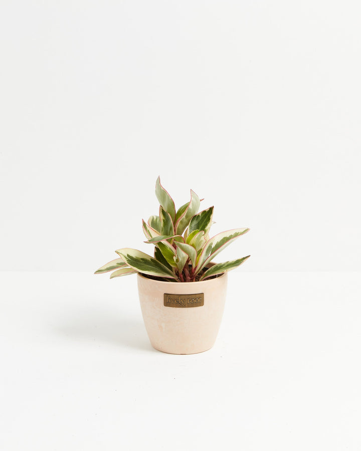 Peperomia Ginny plant, 4-inch in cream ceramic pot with Lively Root logo, bushy variegated dwarf pepper plant with distinctive reddish petioles and two-tone green leaves