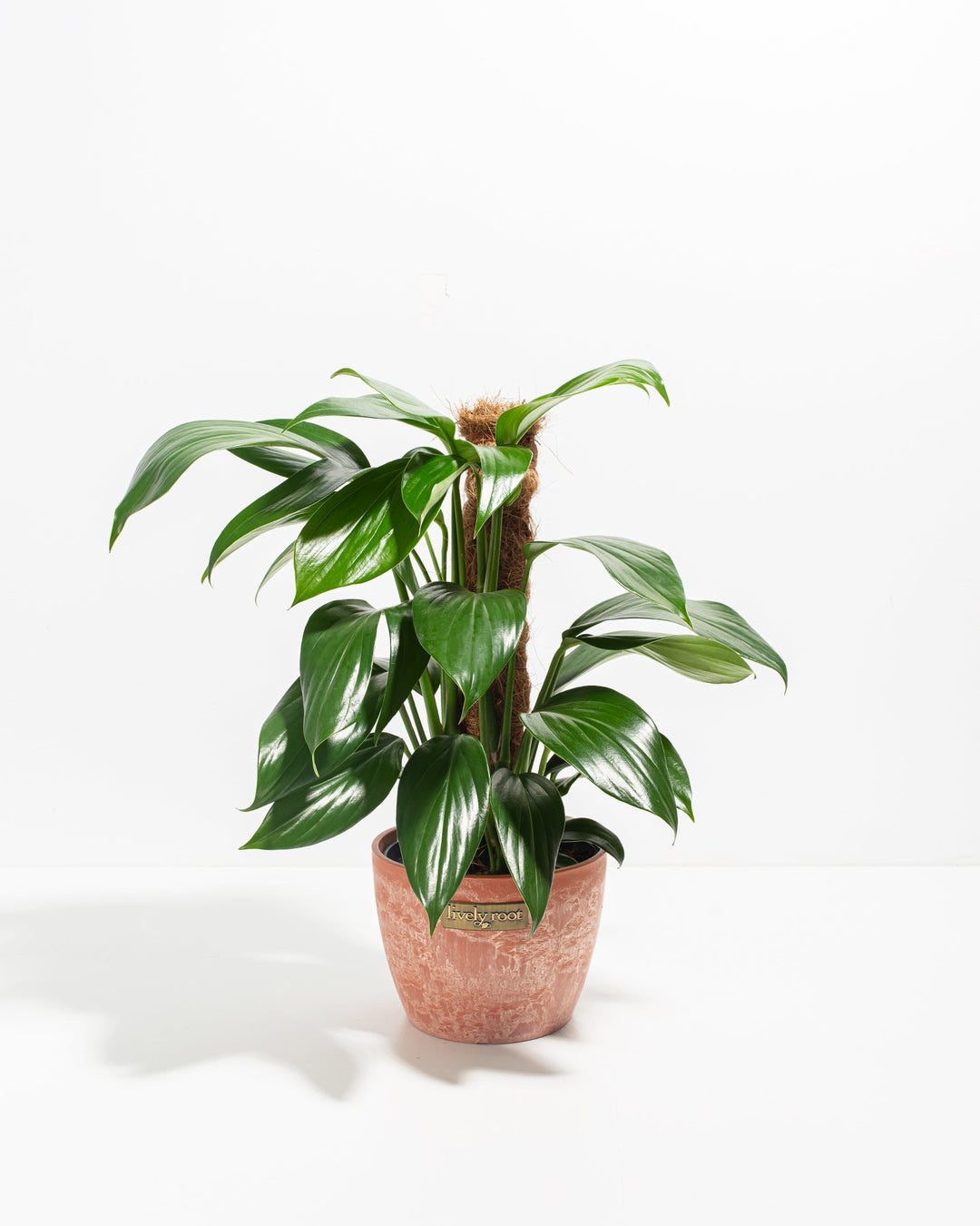 Dragon's Tail Philodendron with Totem