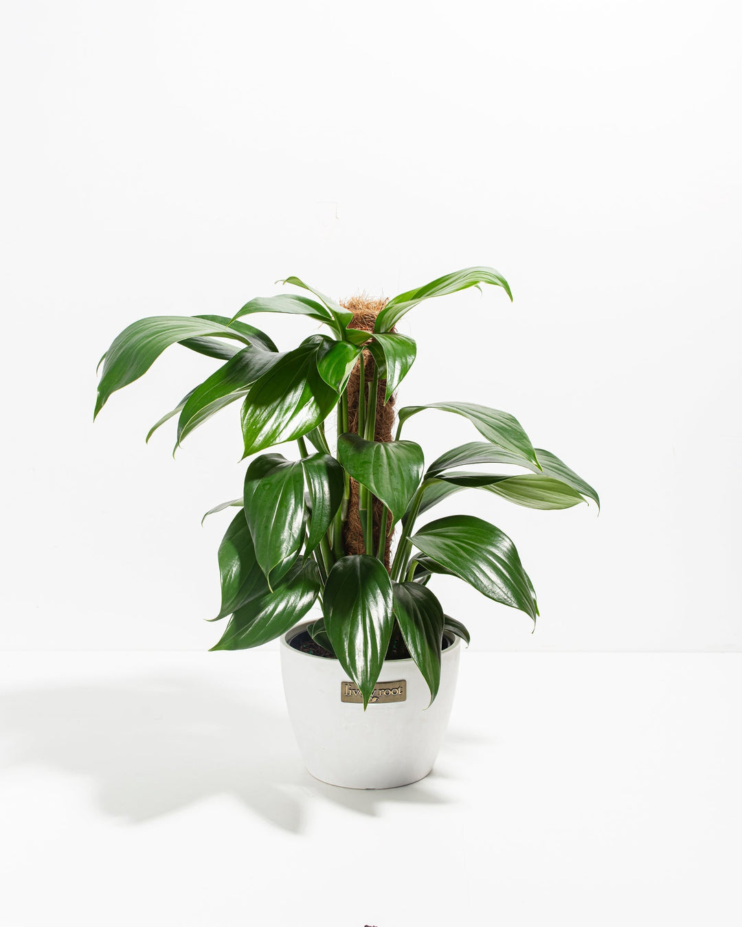 Dragon's Tail Philodendron with Totem