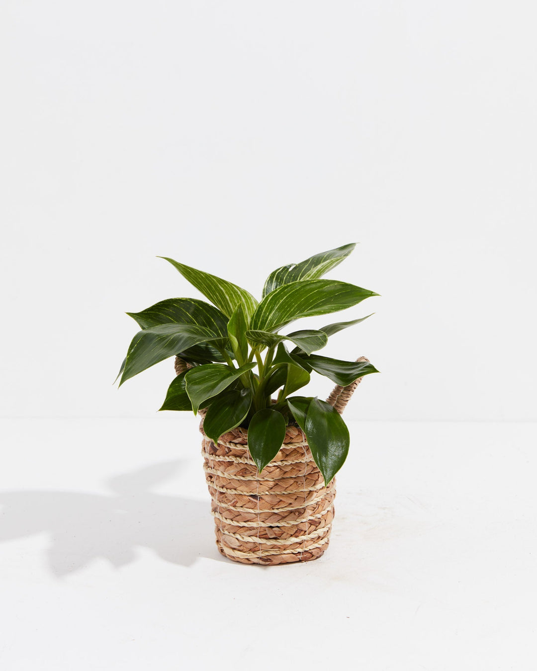 4 inch Philodendron Birkin (Philodendron 'Birkin') in a woven seagrass basket with dark green pinstripe-variegated foliage against a white background.