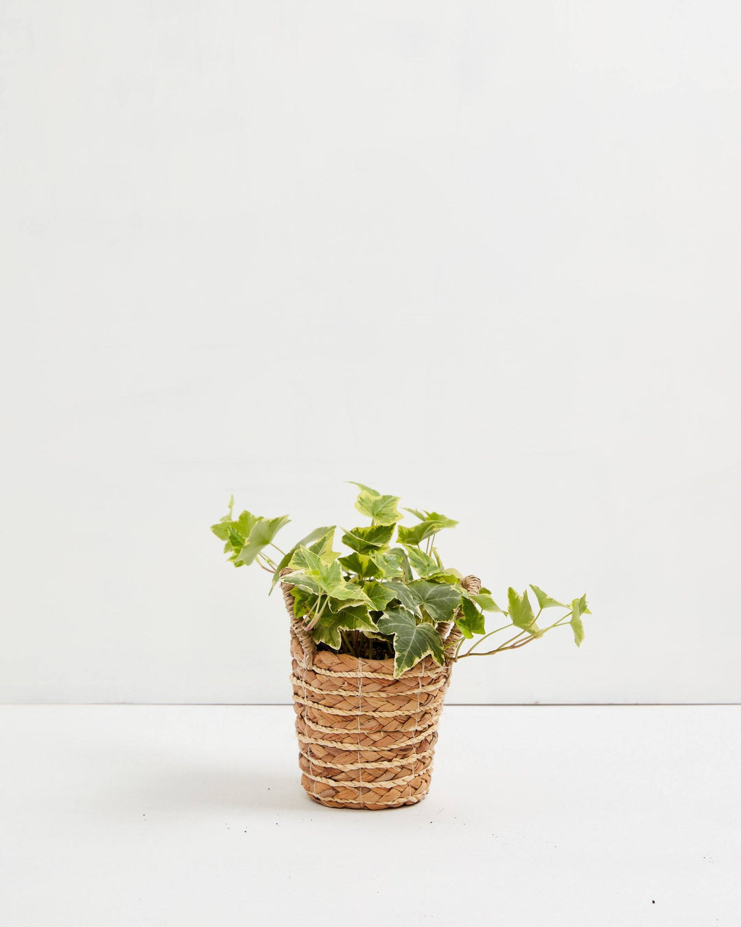 English Ivy Gold Child