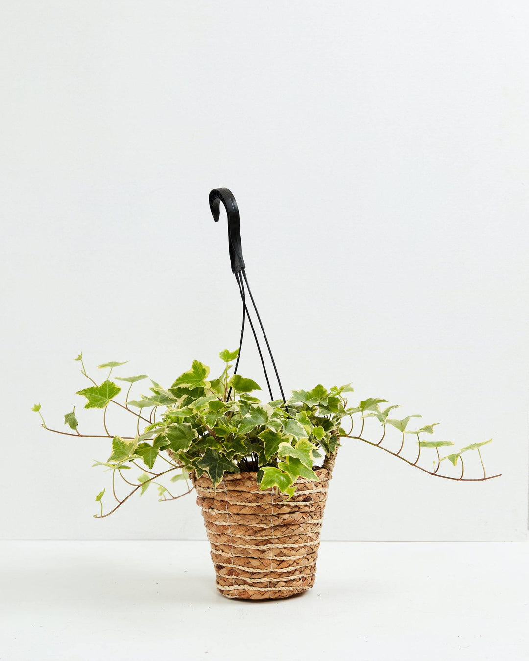 English Ivy Gold Child