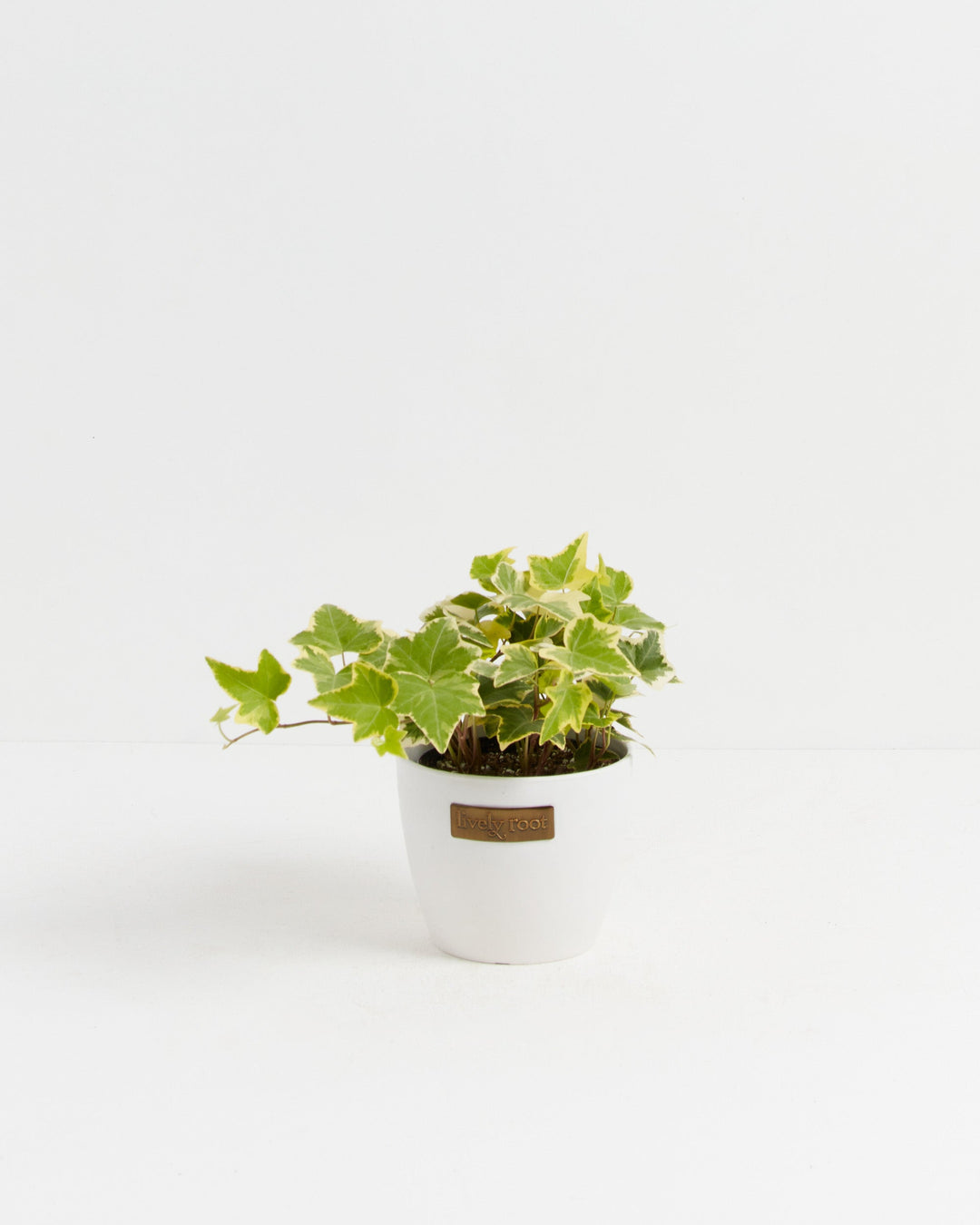 English Ivy Gold Child