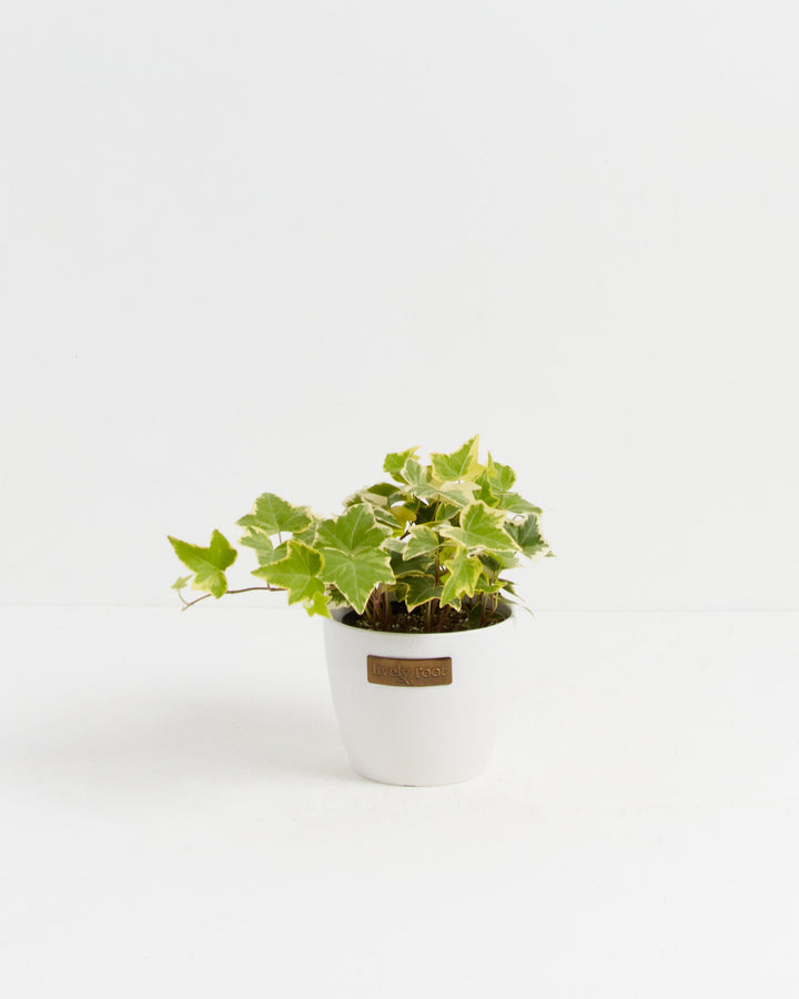 English Ivy Gold Child