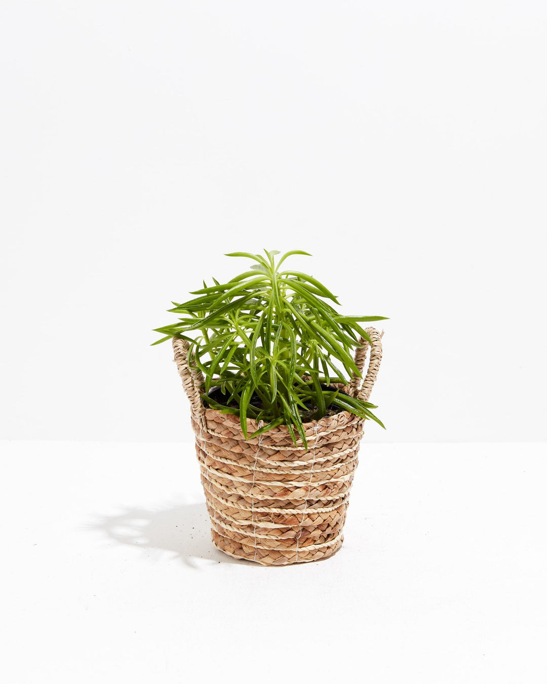 Peperomia Green Bean