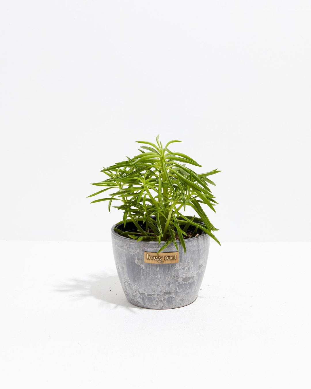 Peperomia Green Bean