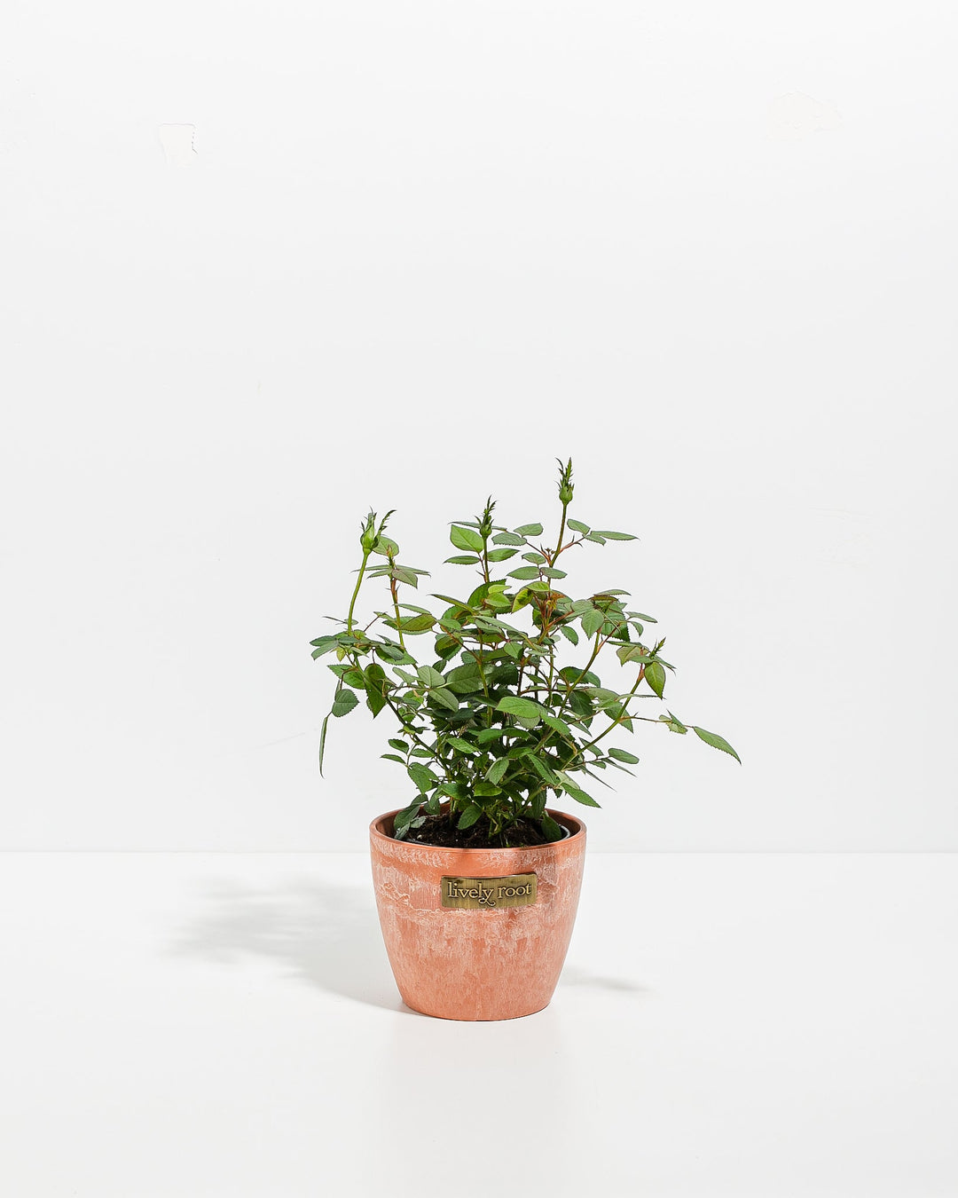 4-inch Tangerine Miniature Rose plant with green foliage and unopened buds in a terra cotta Lively Root branded ceramic pot on white background