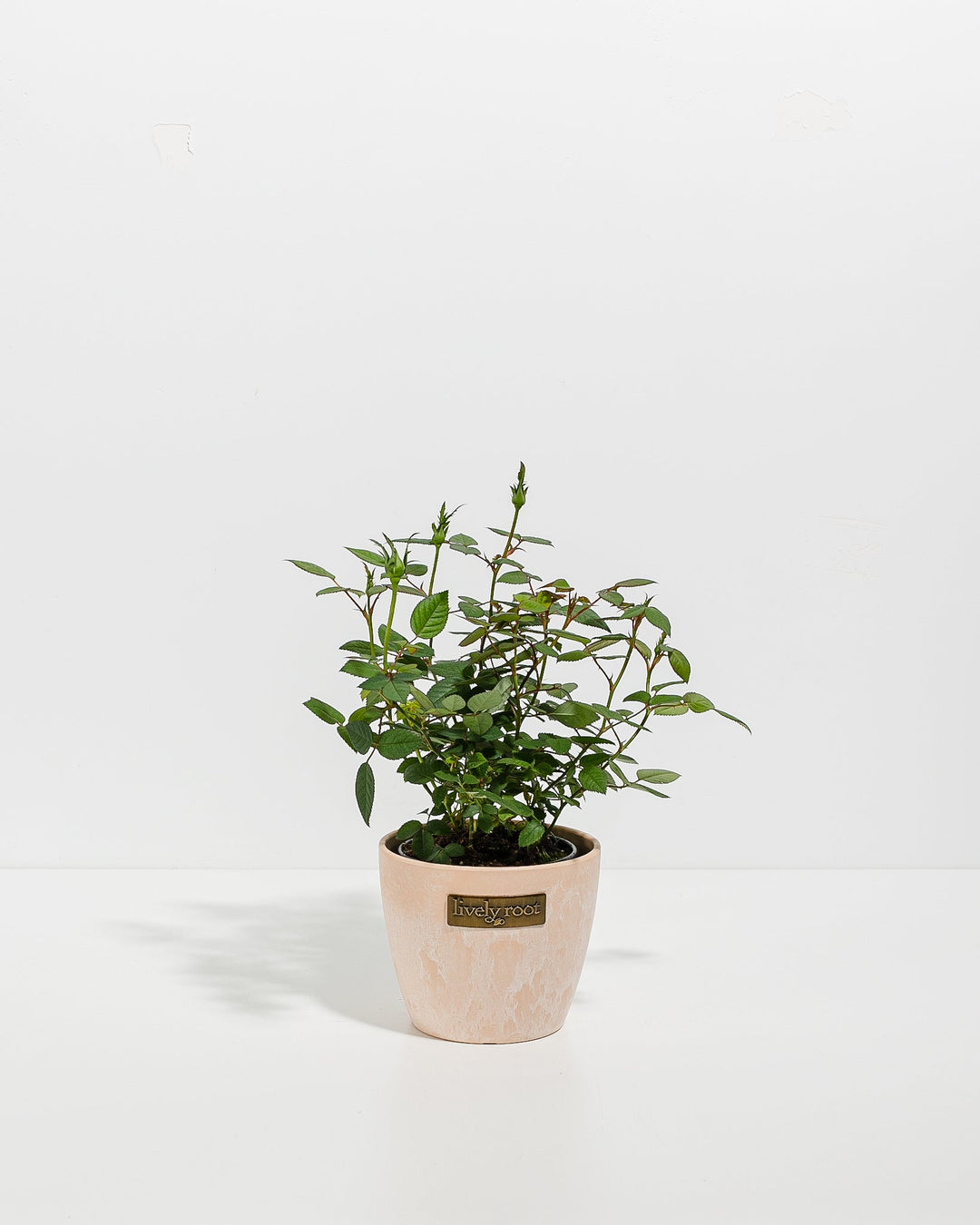 4-inch Tangerine Miniature Rose plant with green foliage and unopened buds in a blush pink Lively Root branded ceramic pot on white background