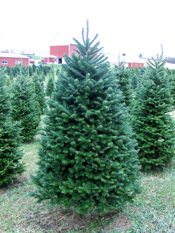 6ft Balsam Fir Christmas Tree
