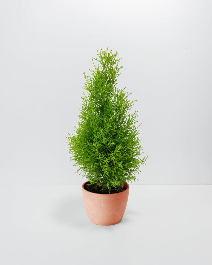 Lemon Cypress tree 6-inch in warm terracotta ceramic planter, compact conical form with fine needle-like green foliage, fragrant indoor evergreen