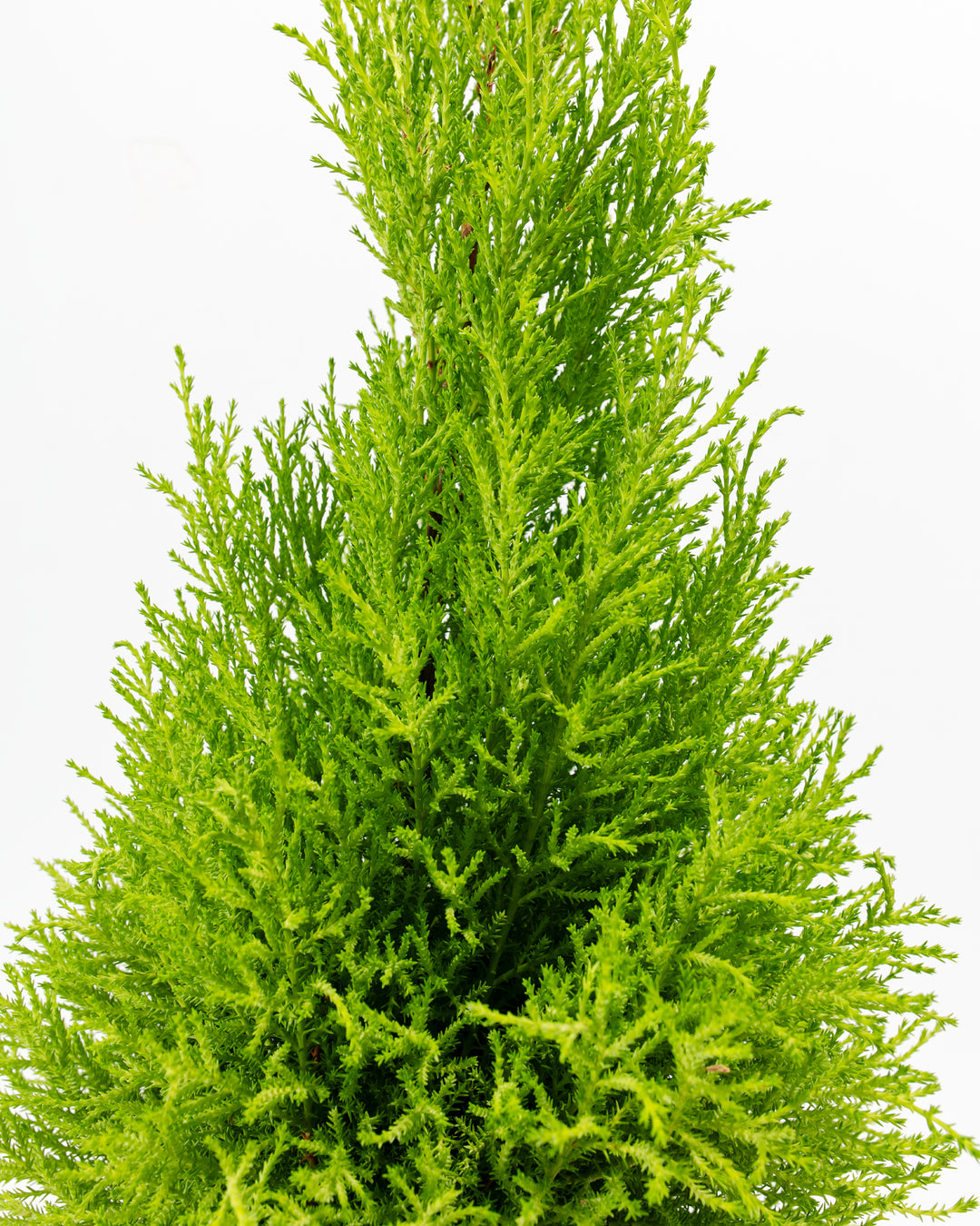 Lemon Cypress bright lime-green foliage detail, macro shot of feathery needle clusters and branching structure, aromatic evergreen texture