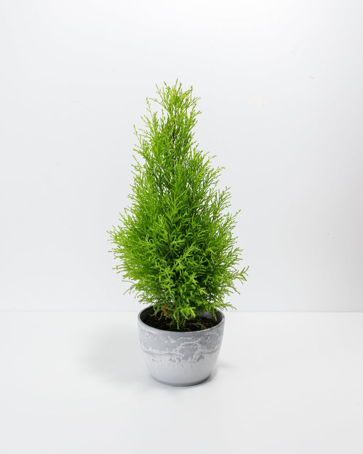 Lemon Cypress cone topiary, 6-inch in grey weathered concrete-textured pot, dense pyramidal shape with lime-green feathery branches, holiday-ready houseplant