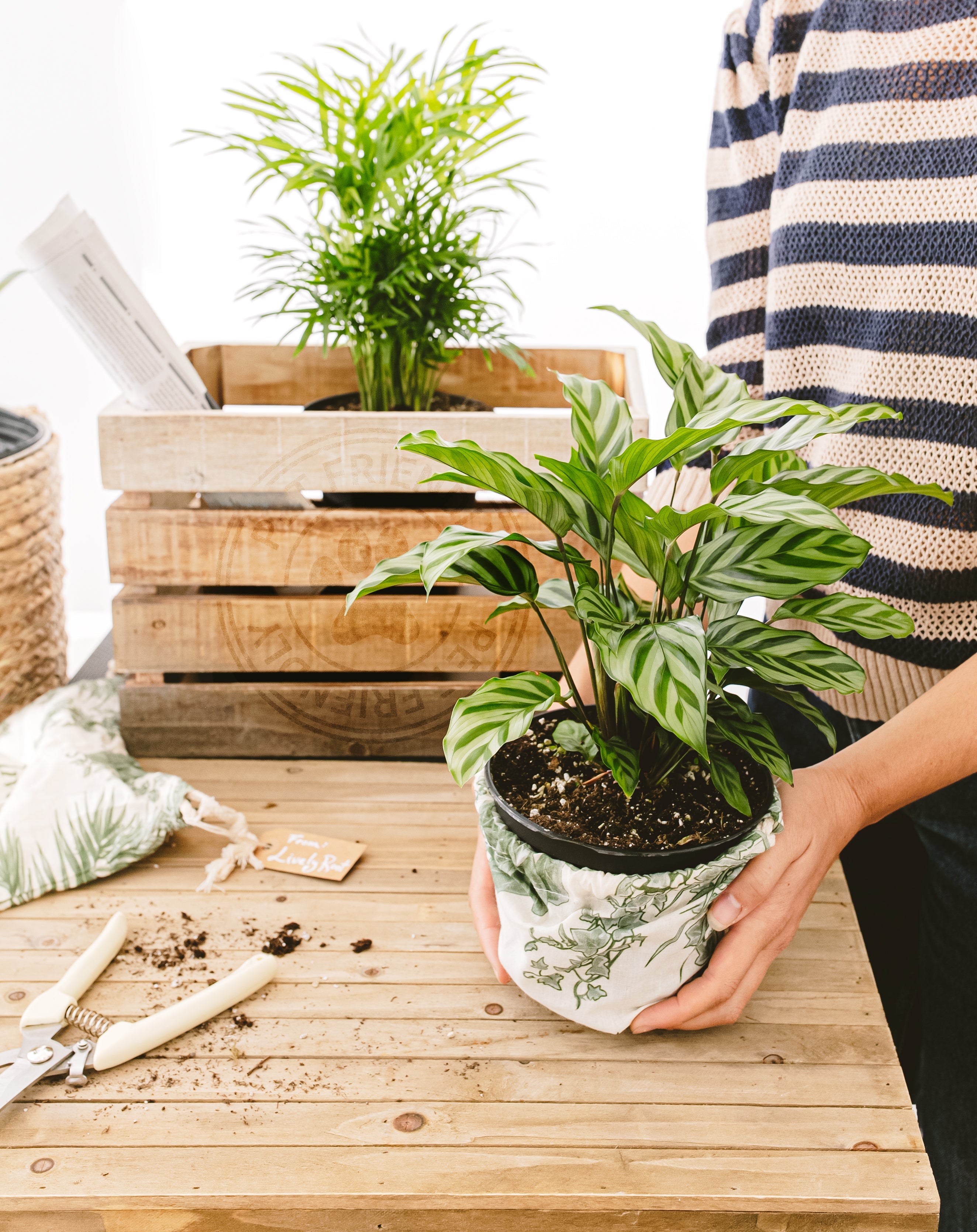 All Plant Subscriptions