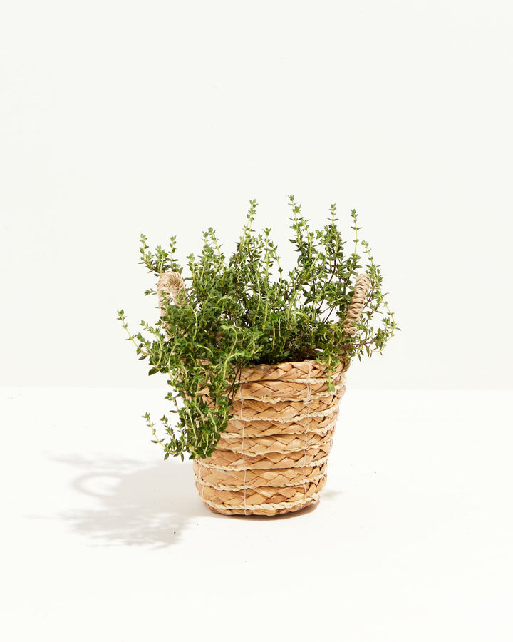 French Thyme
