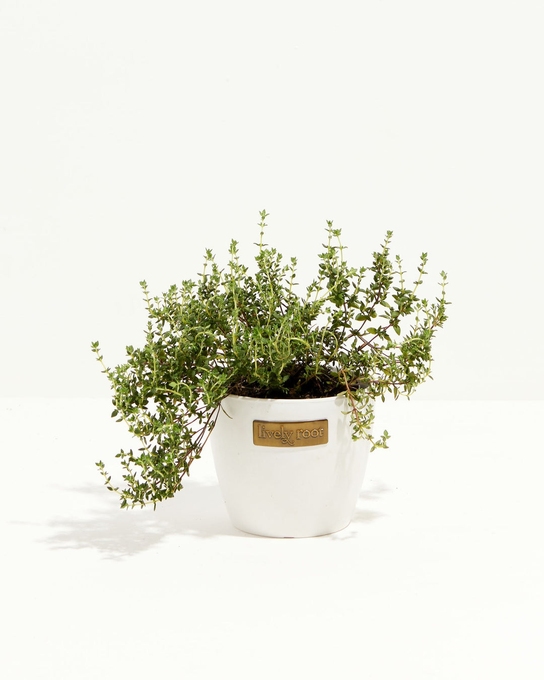 French Thyme