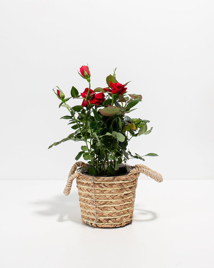 Crimson red miniature rose plant with green foliage displayed in a textured, handled woven basket.