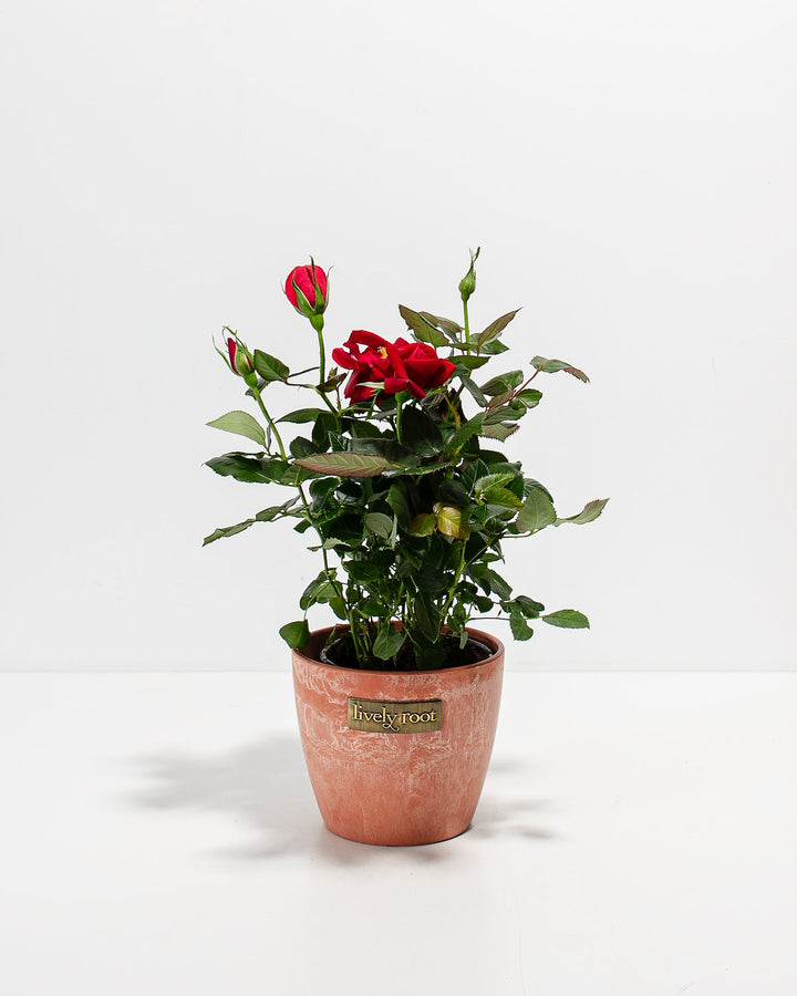 Crimson red miniature rose plant with green foliage in a terracotta-colored ceramic pot with a Lively Root brand plaque.