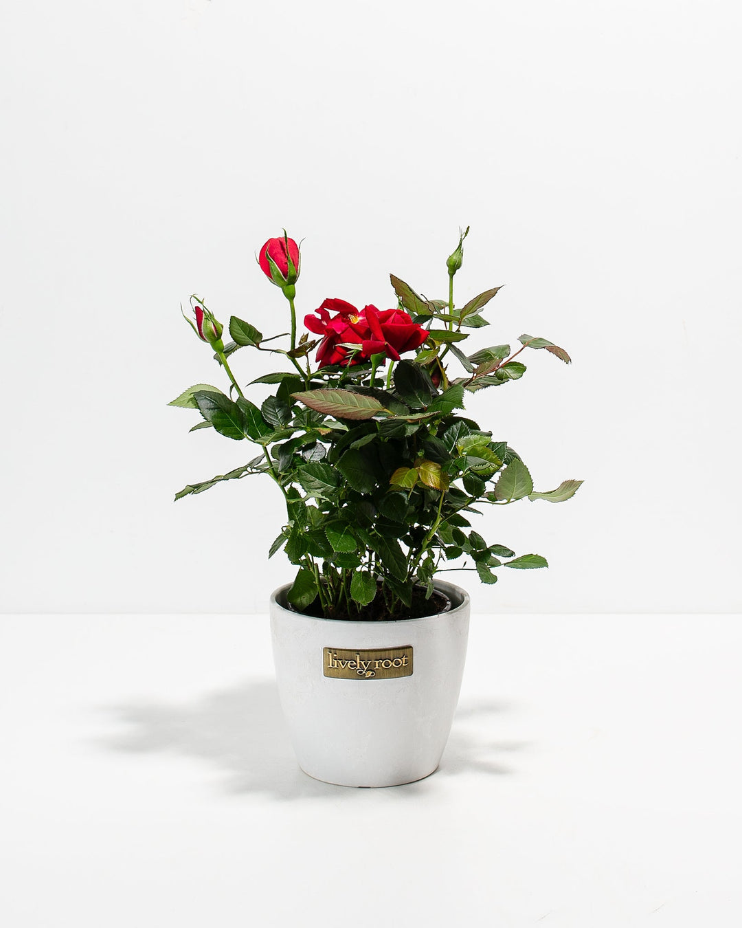 Crimson red miniature rose plant with green foliage in a white ceramic pot with a Lively Root brand plaque.