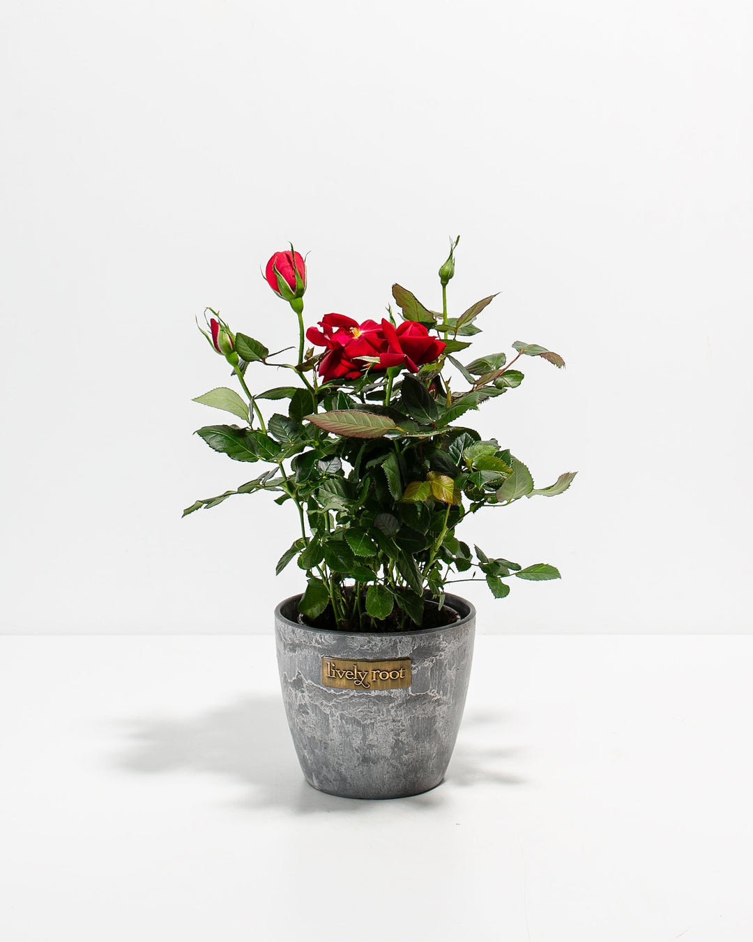 Crimson red miniature rose plant with green foliage in a textured grey ceramic pot with a Lively Root brand plaque.