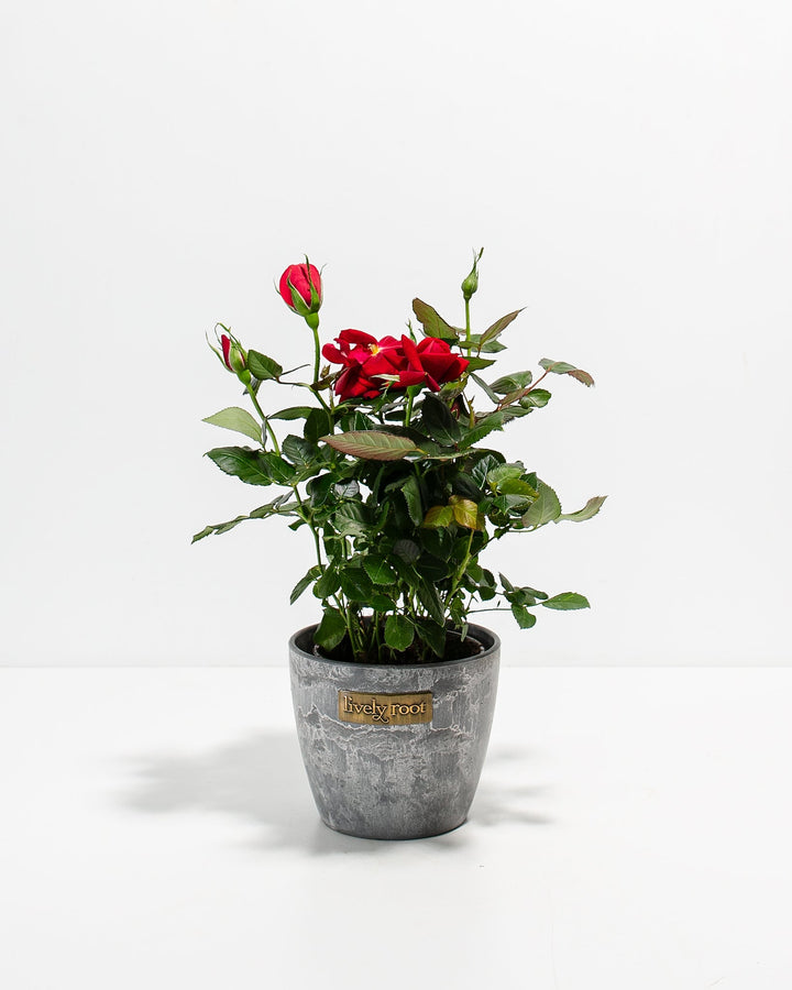 Crimson red miniature rose plant with green foliage in a textured grey ceramic pot with a Lively Root brand plaque.