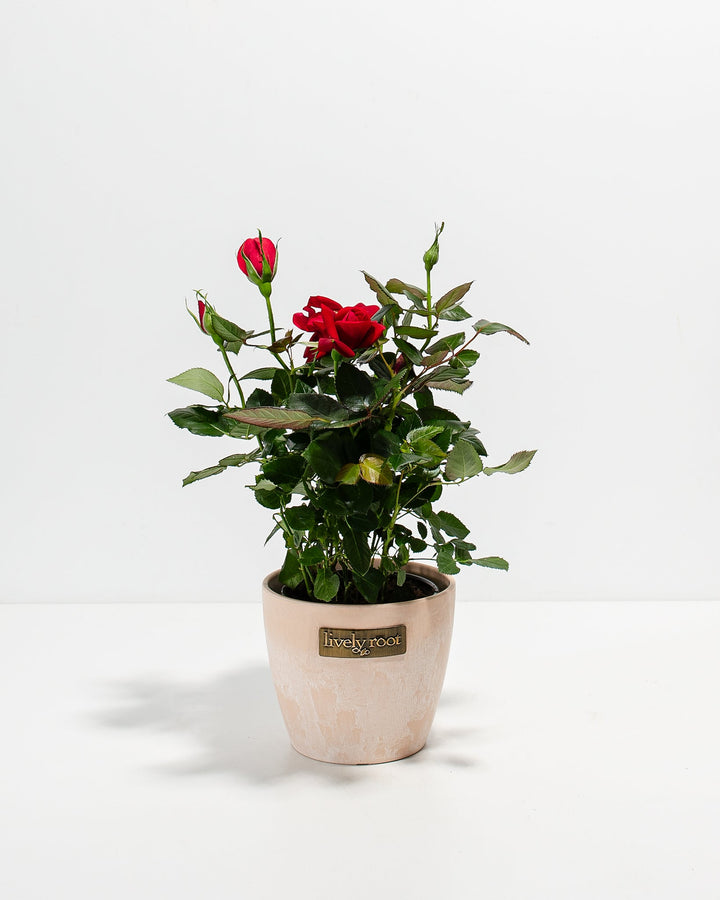 Crimson red miniature rose plant with green foliage in a light beige ceramic pot with a Lively Root brand plaque.