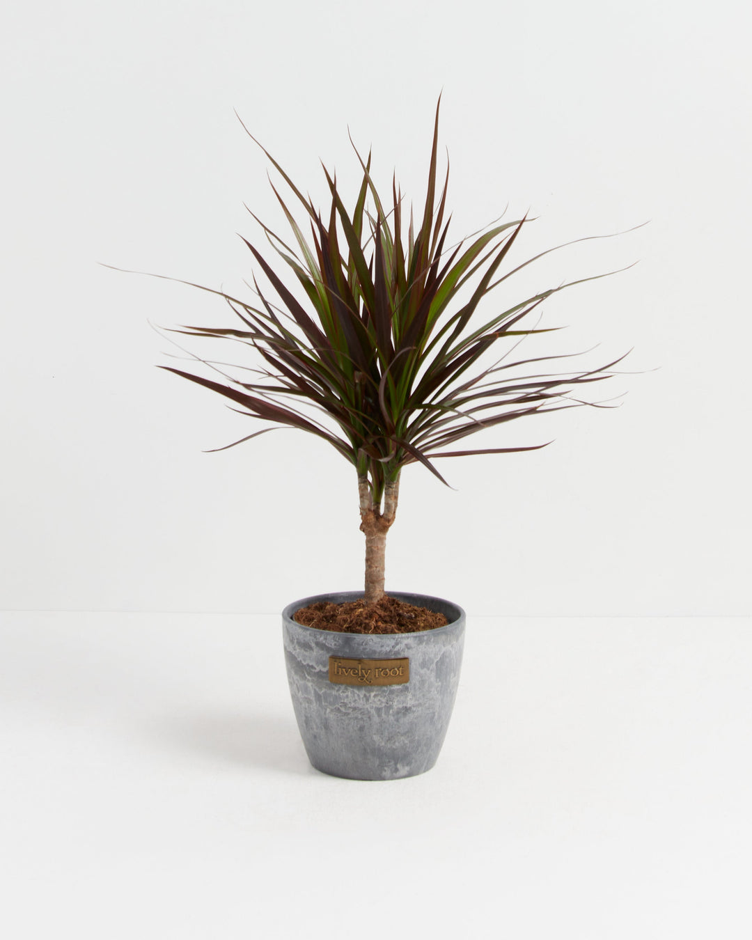 Magenta Cane Dragon Tree (Dracaena)