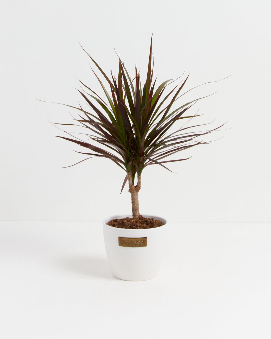 Magenta Cane Dragon Tree (Dracaena)
